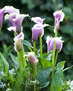 Zantedeschia Picasso8